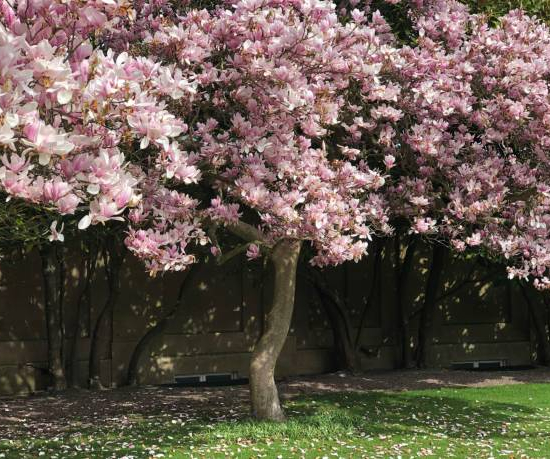 Magnolia de soulange