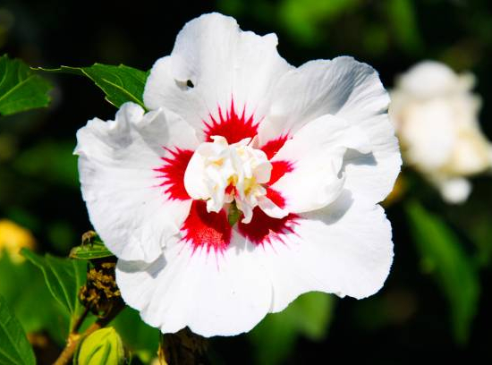 Althéa 'Red heart blanc'