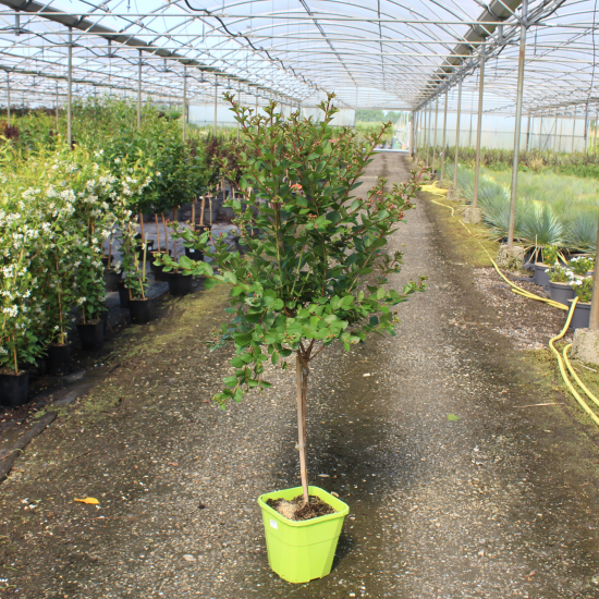 Lilas des indes 'Kiss'