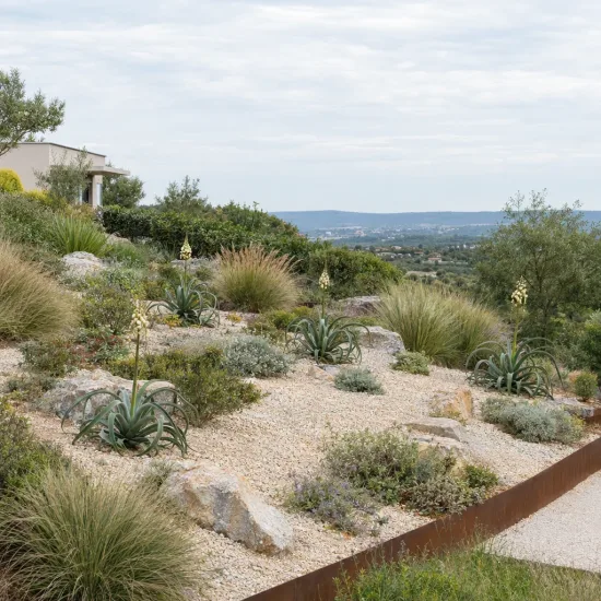 Agave 'Calamar' (Agave bracteosa) — massif sec en pente avec succulentes et graviers · Photo d'illustration