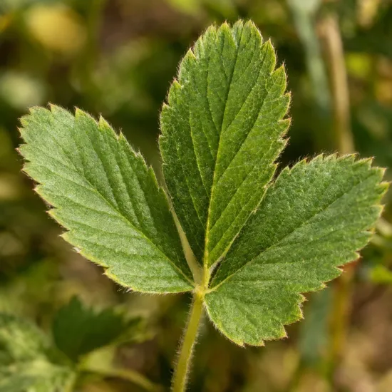 Fraisier des alpes jaune 'Alpine yellow' (Fragaria vesca) — gros plan sur feuille trilobée vert vif · Photo d'illustration