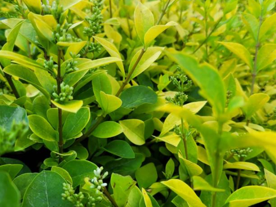 Troène de chine 'Lemon and lime'