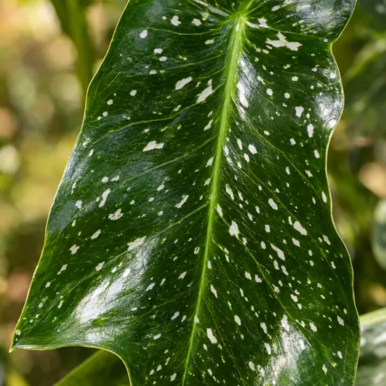 Arum 'Jewel' — gros plan sur grande feuille verte tachetée · Photo d'illustration