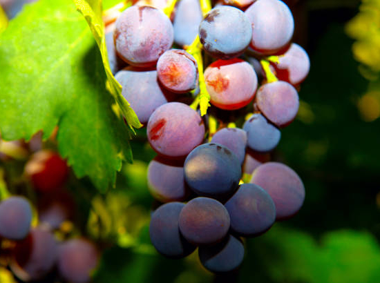 Vigne cardinal