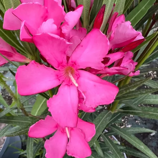 Laurier rose 'Maurin des maures' (Nerium oleander) — gros plan sur grandes fleurs roses ouvertes
