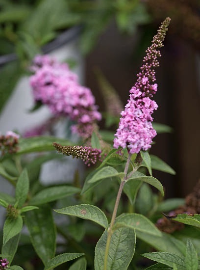 Arbre aux papillons 'petit rose'
