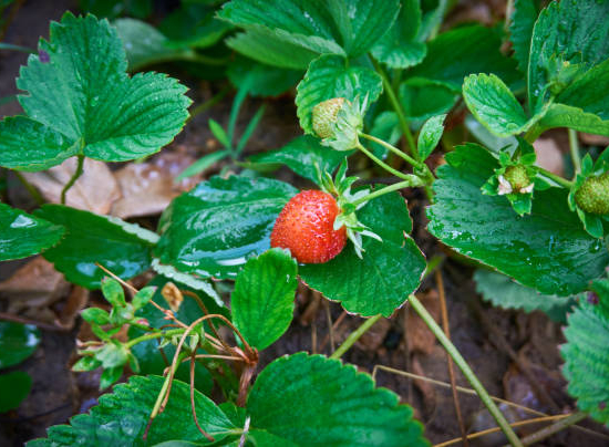 Fraisier 'Belle bourbonnaise'