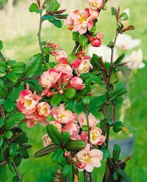 Cognassier à fleurs 'Falconnet charlet'