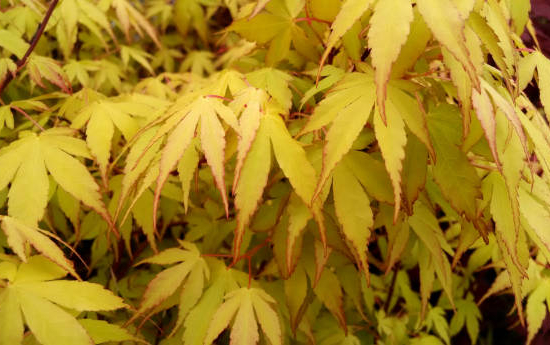 Érable du japon 'Katsura'