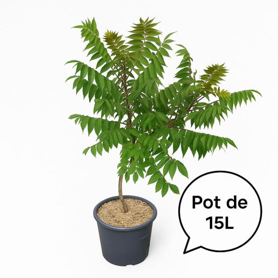 Sumac de virginie