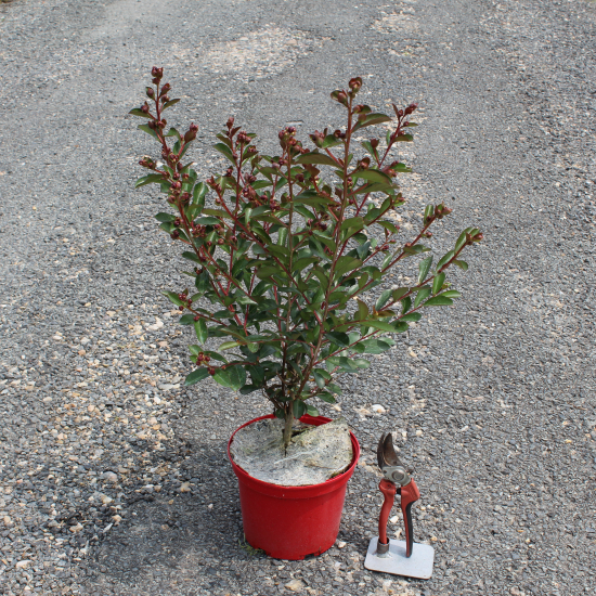 Lilas des indes 'Terrasse rouge'