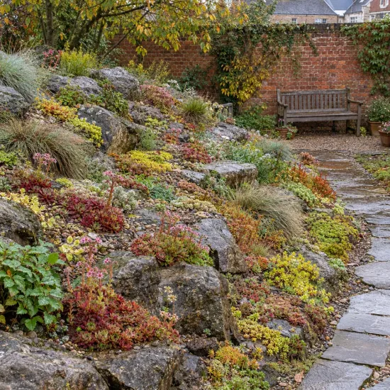 Joubarbe autumn apple 'Chick charms autumn apple' (Sempervivum) — massif de plantes couvre-sol sur rocaille humide · Photo d'illustration