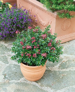 Escallonia 'Red dream'