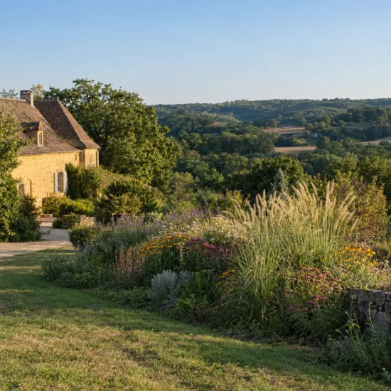 Herbe aux écouvillons 'Queue d'or' (Pennisetum macrourum) — massif de graminées et vivaces près d'une maison · Photo d'illustration
