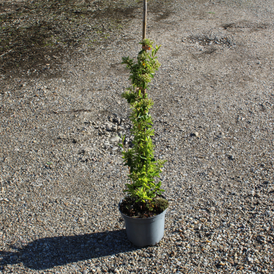 Buisson-ardent 'Rouge cadrou'