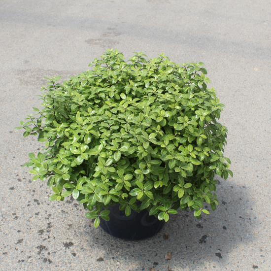 Pittospore 'Golden ball'