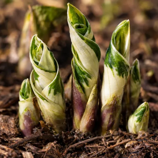 Lis plantain 'Fire and ice' (Hosta) — jeunes pousses spiralées panachées sortant du sol · Photo d'illustration