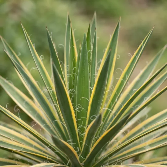 Yucca 'Bright edge'