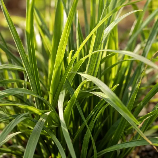 Plume du kansas 'Alba' (Liatris spicata) — touffe de longues feuilles vertes arquées · Photo d'illustration