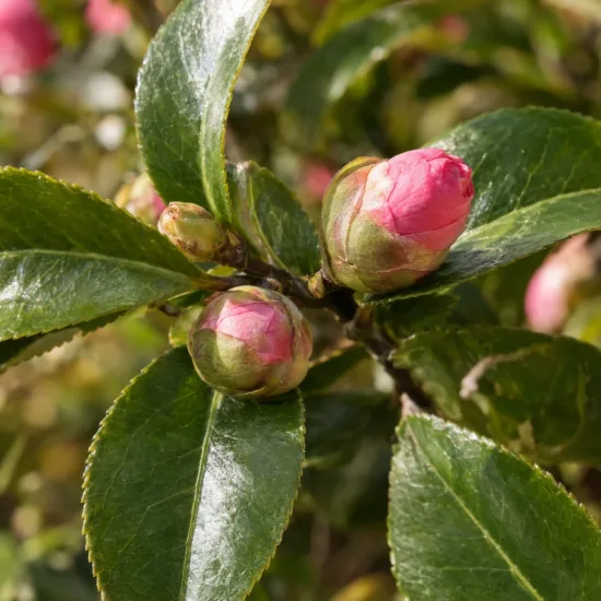 Camelia 'Spring formal' (Camelia japonica) — gros plan sur boutons floraux roses et feuillage · Photo d'illustration