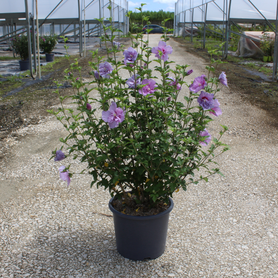 Althéa 'Lavender chiffon'