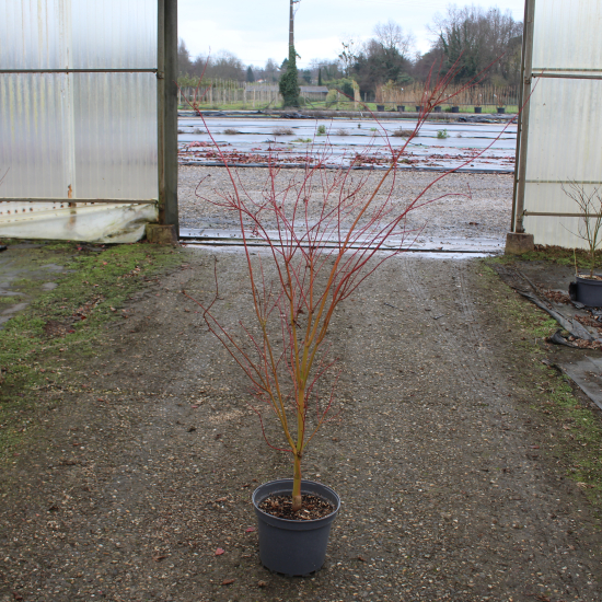 Érable du japon 'Sango kaku vert'
