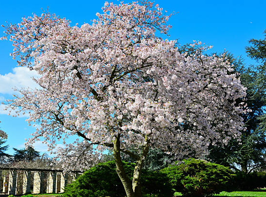 Cerisier du japon 'Accolade'