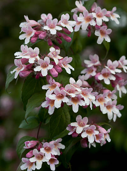 Buisson de beauté 'Pink cloud'