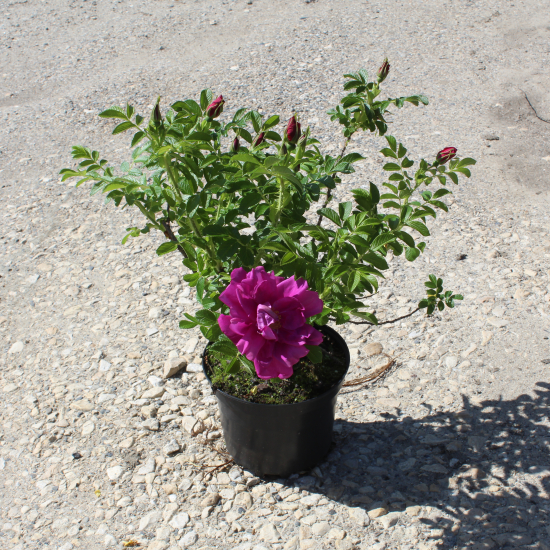 Rosier 'Exception rotes meer'