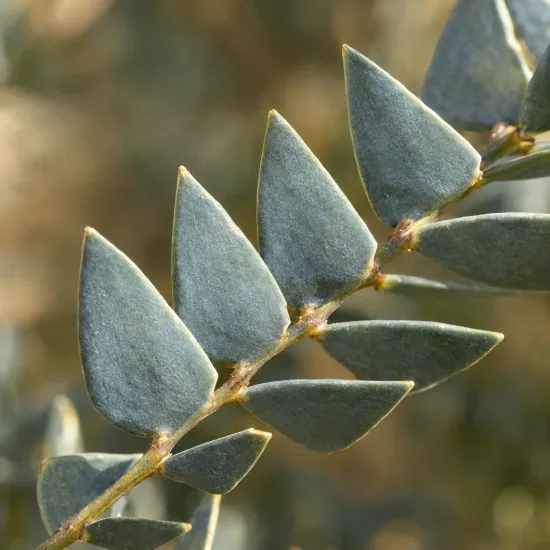 Mimosa d'hiver (Acacia cultriformis) — gros plan sur rameau aux feuilles triangulaires · Photo d'illustration