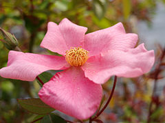 Rosier de Chine 'mutabilis'