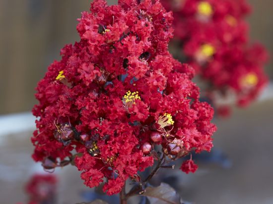 Lilas des indes 'Purely purple'