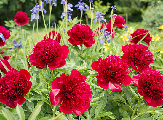 Pivoine 'Peter brandt rouge cerise'
