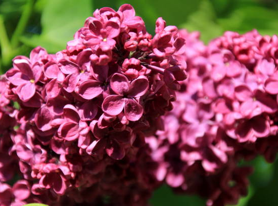 Lilas commun 'Charles joly rouge'