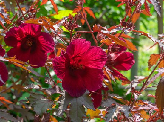Hibiscus des marais 'Summerific midnight marvel'