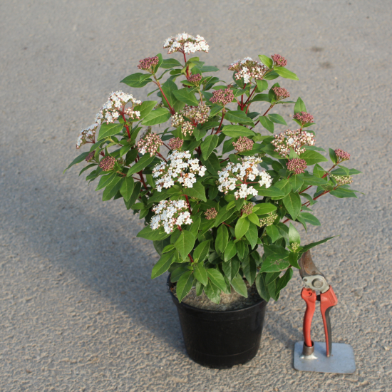 Viburnum tinus