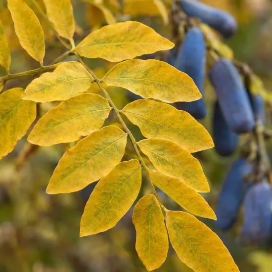 Arbre aux haricots bleus (Decaisnea fargesii) — feuillage jaune avec gousses allongées bleu violacé