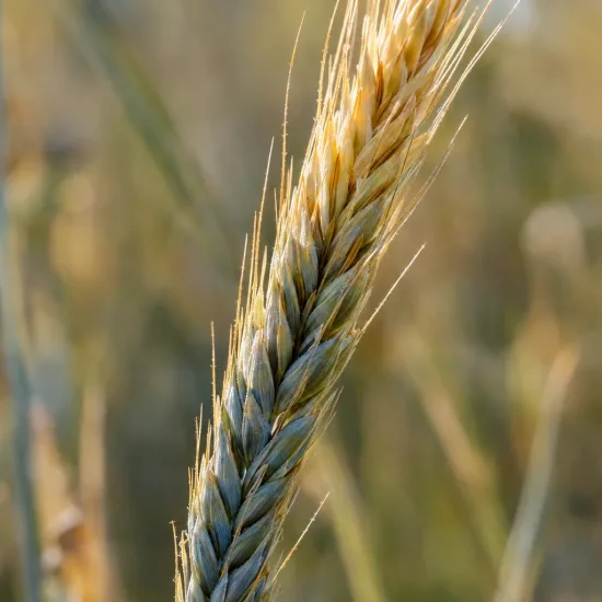 Leymus (Leymus arenarius) — épi de graminée jaune et vert en gros plan · Photo d'illustration