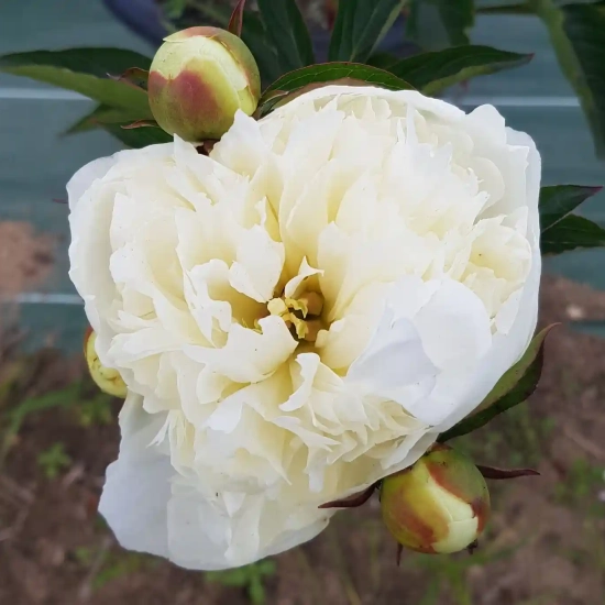 Pivoine 'Duchesse de nemours blanc'