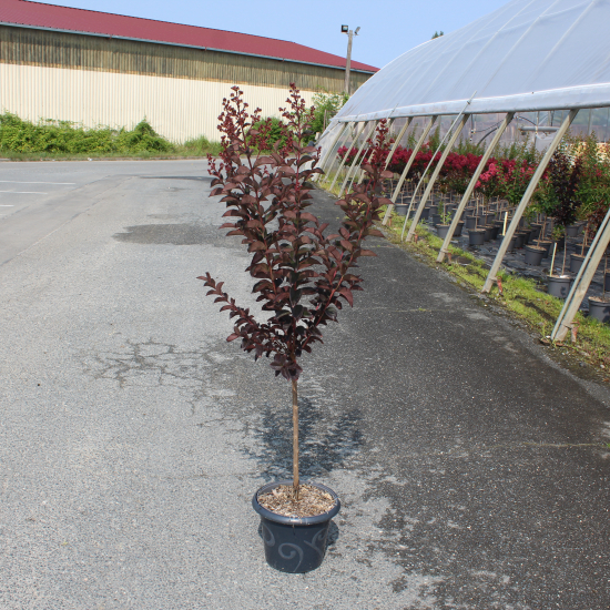 Lilas des indes 'Lavender lace'