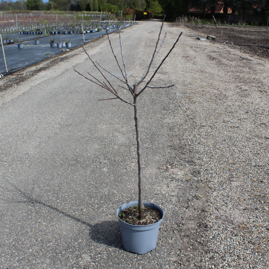 Prunier 'Reine claude doree'