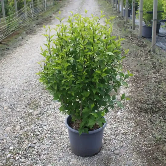 Althéa 'Purple ruffles' (Hibiscus syriacus) — arbuste vert dense en pot sur allée gravillonnée · Pot 15L