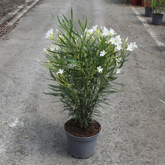 Laurier-rose 'Petite white blanc simple'