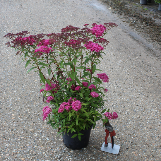 Spirée à floraison rouge 'Anthony waterer'