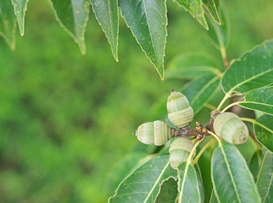 Chêne à feuilles de saule