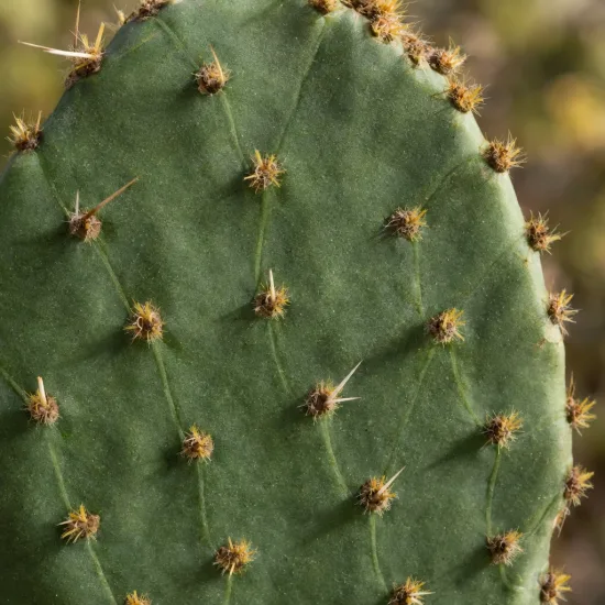 Cactée (Opuntia bentonii) — surface verte charnue avec petits aiguillons groupés