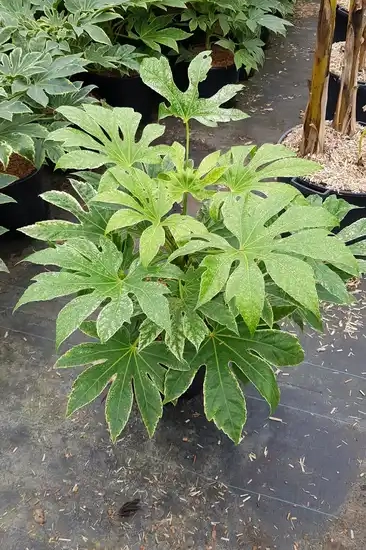 Aralia du japon 'Spider's web'