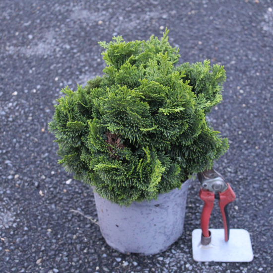 Cyprès du japon 'Nana gracilis'
