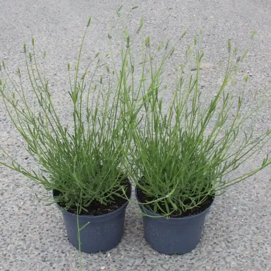 Lavandin 'Dutch lavander' (Lavandula intermedia) — deux jeunes plants dressés en pots plastiques · Pot 3L