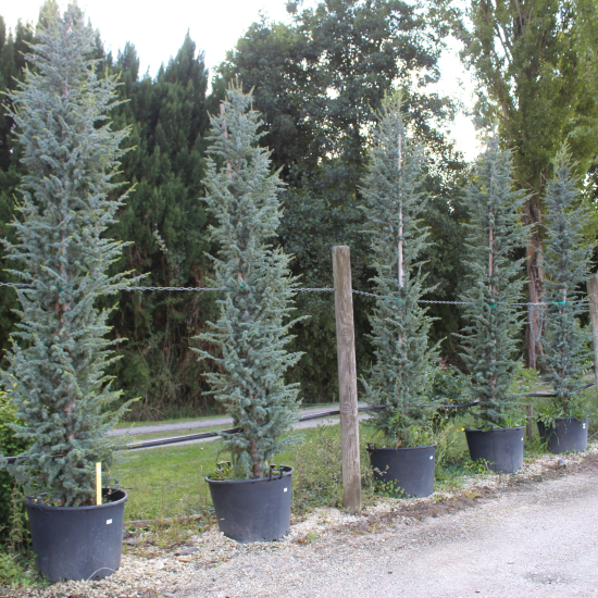 Cèdre bleu de l'atlas pyramidal 'Glauca pyramidalis'